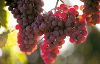 Grapes at Lake Garda