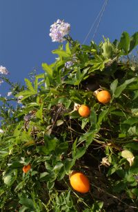 Lemon tree at Lake Garda