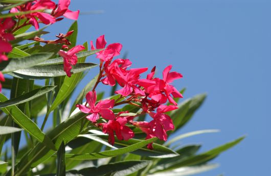 Nature in Valténesi