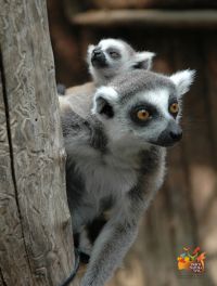 Lemure in Parco Natura Viva