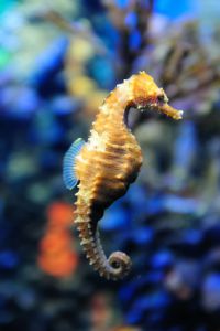 Sea Horse in the Sealife Aquarium