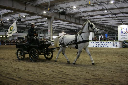 Horse fair Fieracavalli